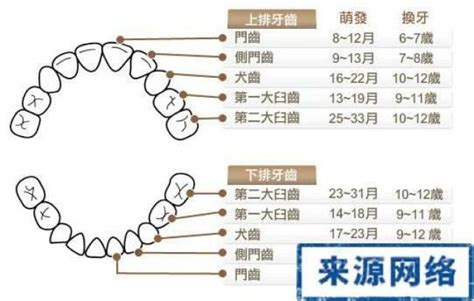 大牙位置|28颗牙齿编号位置图